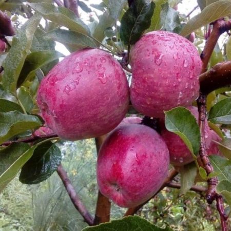 KINNAUR FRESH APPLES